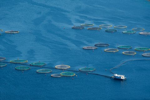 Αλιεία και υδατοκαλλιέργεια: Καθορισμός της διαπραγματευτικής θέσης του Συμβουλίου σχετικά με το νέο πλαίσιο για τις στατιστικές