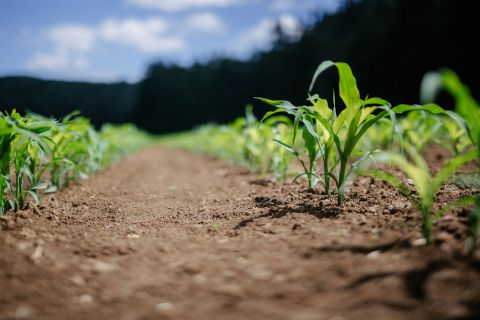 Η Επιτροπή παρουσιάζει νέο εργαλείο ΤΝ για την καταπολέμηση των προειδοποιήσεων για τα αγροδιατροφικά προϊόντα και της απάτης στον τομέα των τροφίμων