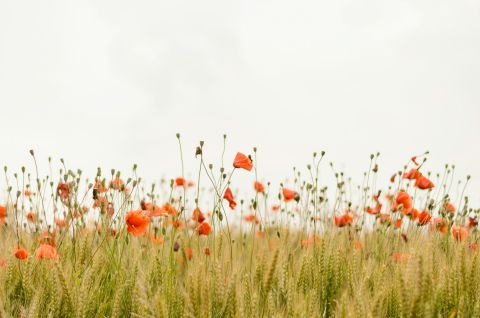 Η Επιτροπή χαιρετίζει την πολιτική συμφωνία για την ενίσχυση της θέσης των γεωργών στην αλυσίδα εφοδιασμού τροφίμων